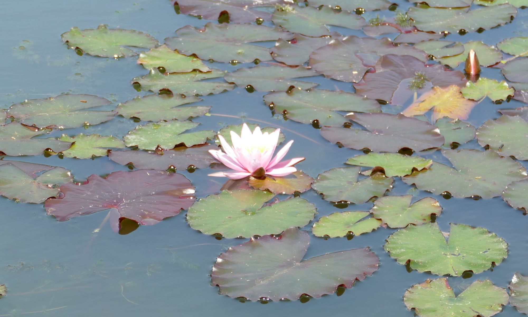 blühende Seerose